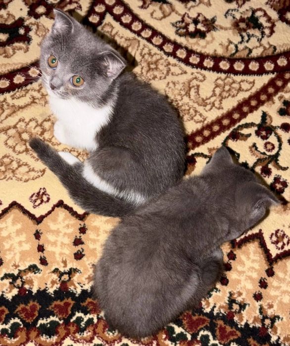 Очаровательные котята ищут любящих хозяев!