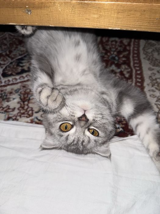 Кошка породистая британская