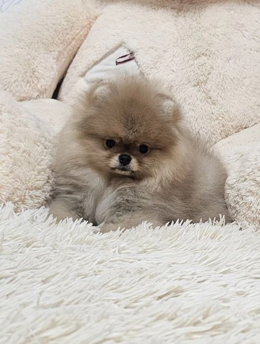 Померан и мини шпиц