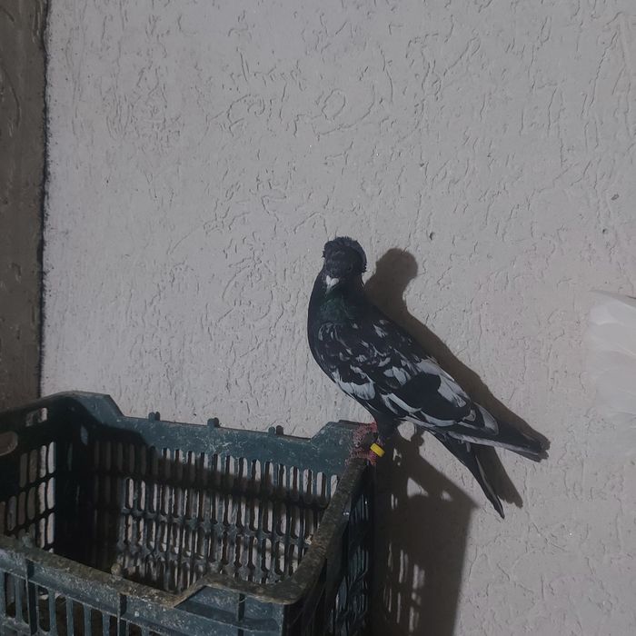 Шалхар самец лет игра винтавой