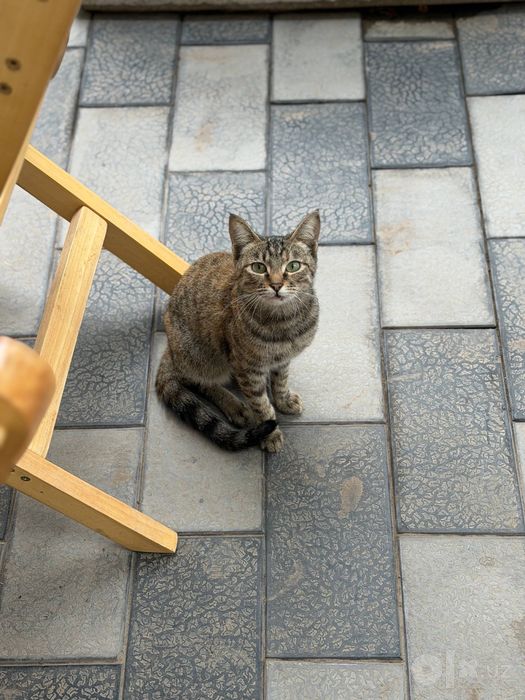 Кошечке очень нужен дом!