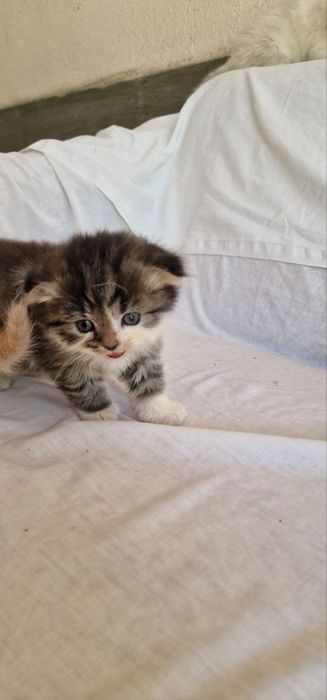 Скотиш фолд шиншилла