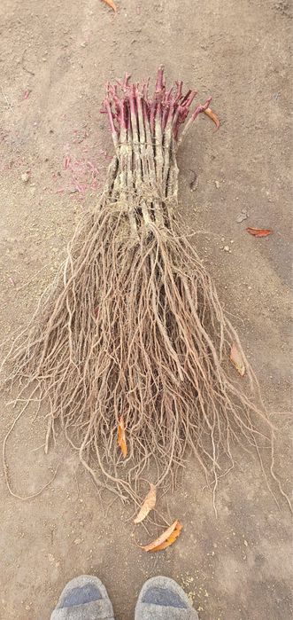 Butasi vita de vie toate soiurile masa vin hibride preturi avantajoase