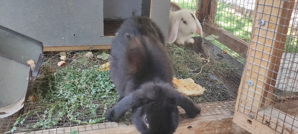 Порода "Баран карлик" куёнлар сотилади.