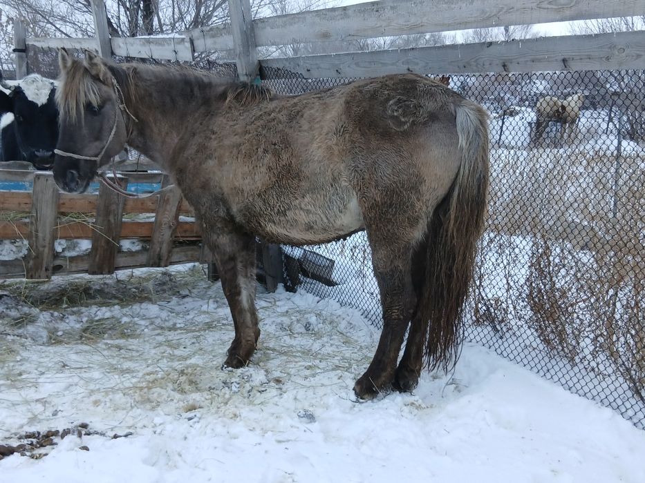 Бие кобыла сатылады.