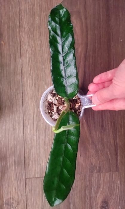 Хойя nabawanensis, Пахиклада альба, Лиза и др