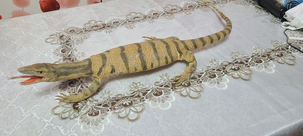 Продам чучело  Варана красивое чучило.