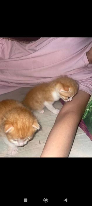 Jinsiy dokon ochiq jinsiy aloqa