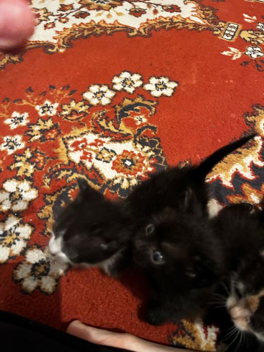 Воспитанные милые котята,приучены к дотку и ласковые)
