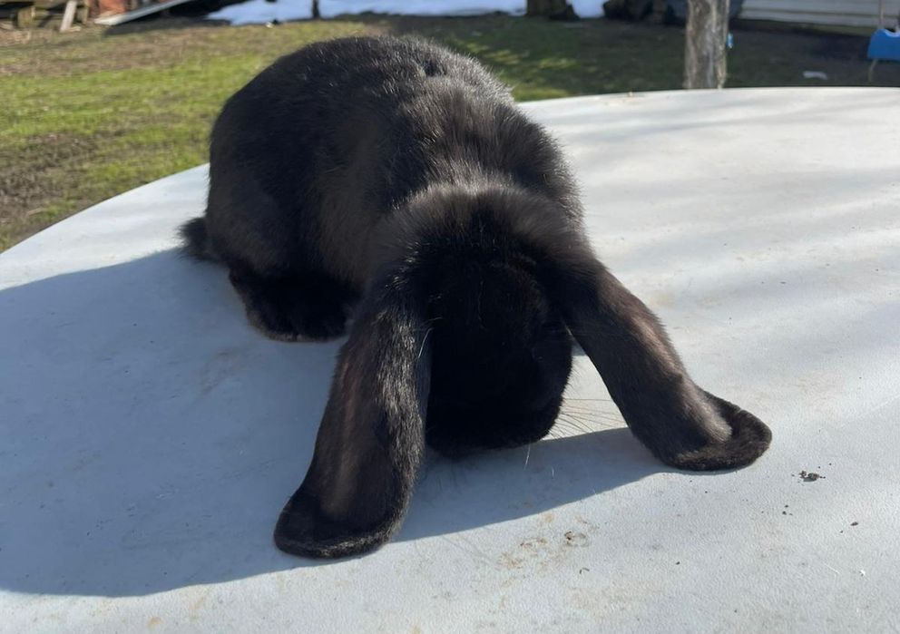 Vând iepuri de rasă