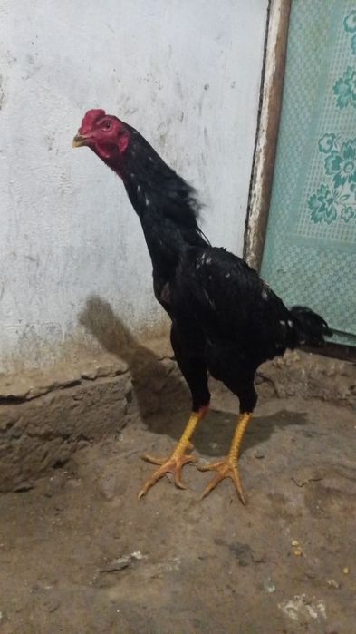 40 000 петух сильных кровей