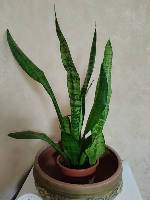 Цветы комнатные . Большой выбор