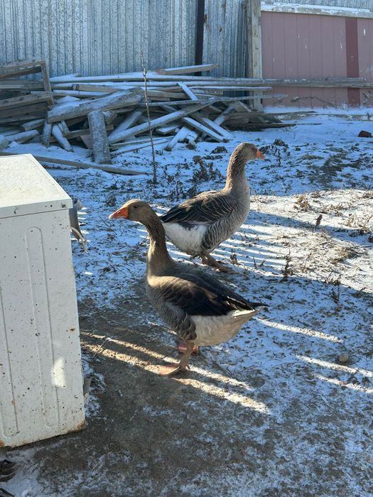 Қаз сатылады шт 15мың