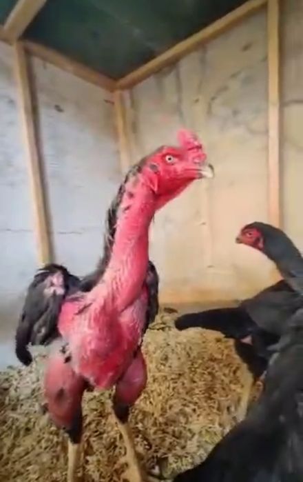 Dakan toza qon tuxumlari va jo'jalari sotiladi