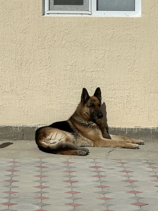 Собака кобель немецкая 1