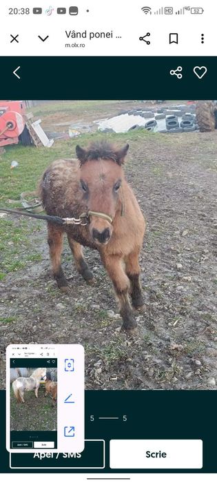 Vând mânz de ponei apalosa