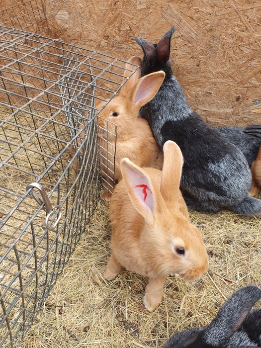 Породистые кролики