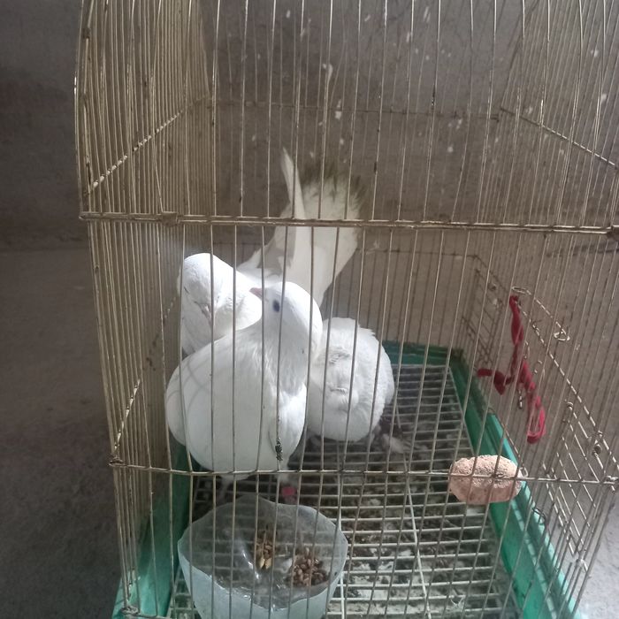 Ақ көгершіндер..