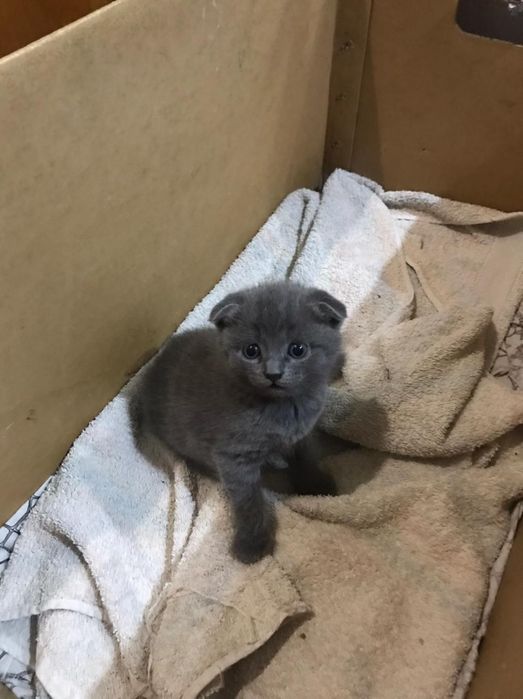 Котята в добрые руки!