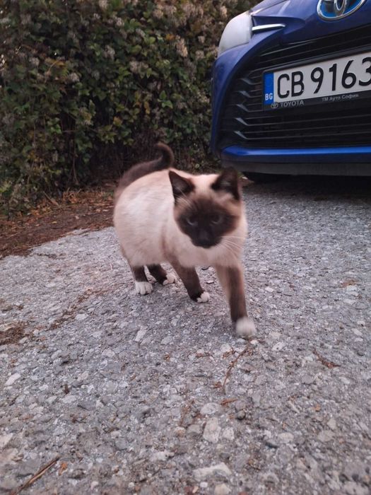 Коте сиамка търси дом