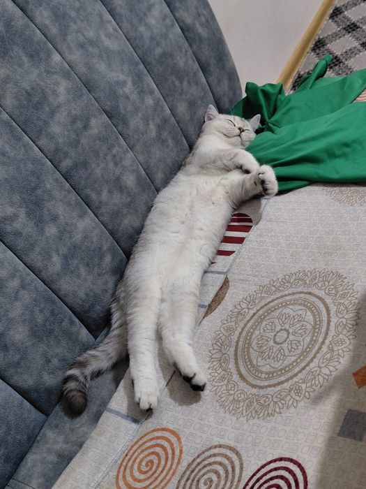 Serebra..shinshil ogʻil bola_5 oylik. Onasi: Zalataya shinshil  1.5 y