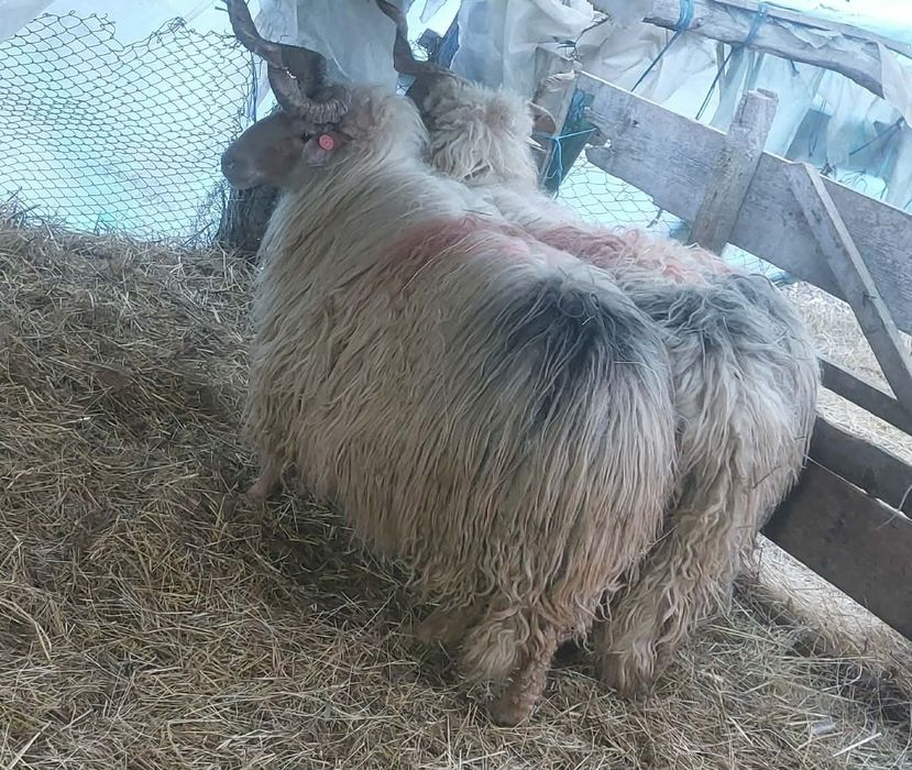 Berbeci de vânzare 3 bucăți