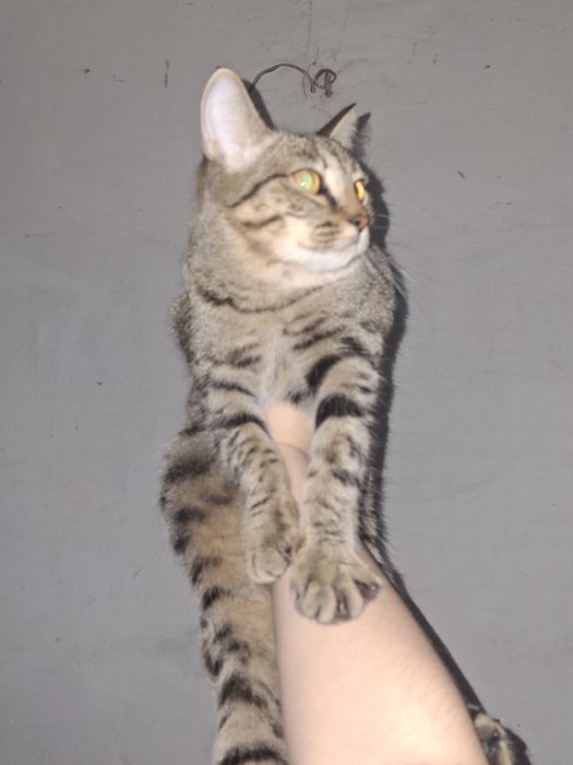 Кошечка бездомная в добрые руки!