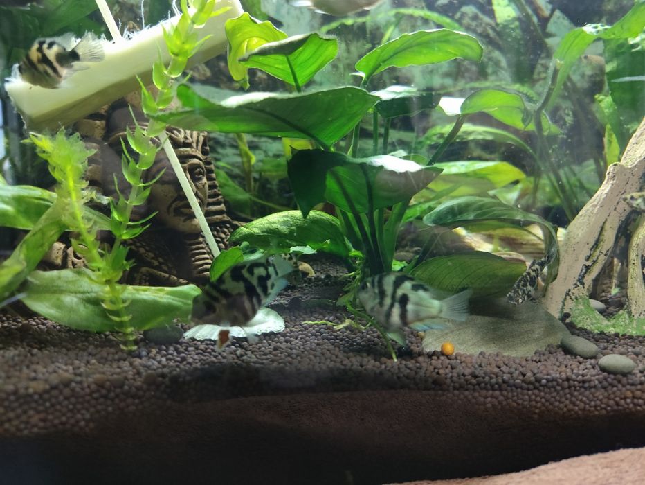 Сапфировые попугаи