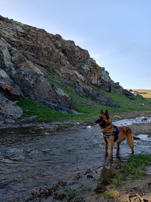 щенки бельгийский овчарка Малинуа