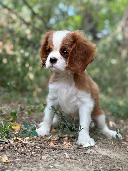 Cavalier king Charles fetiță
