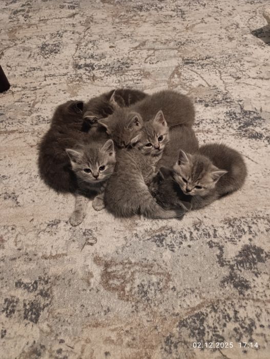 Британски късокосмести котенца