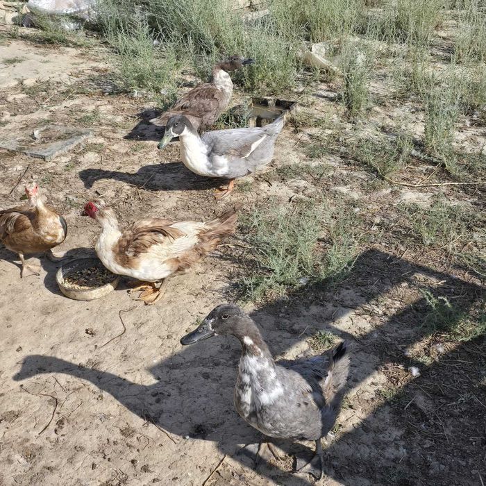 Утки голубой фаворит. Продам.