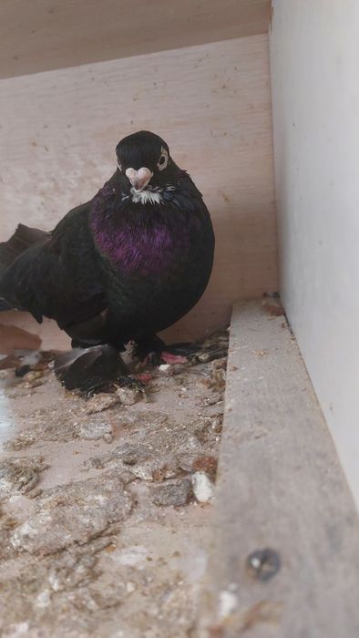 Голуб лысый самец соч