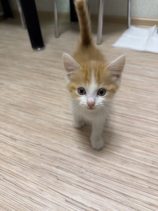 Отдам котенка в хорошие руки