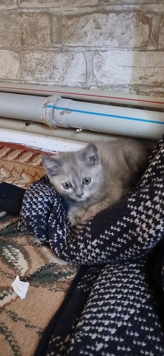 Отдам красивеньких котят