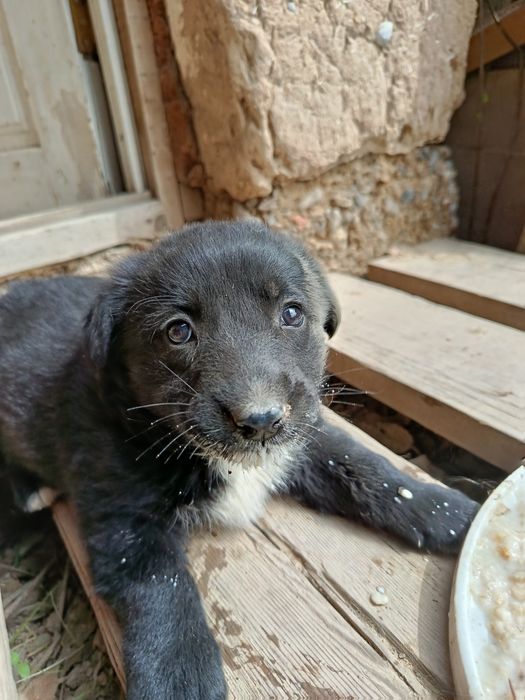 Щенки в добрые руки