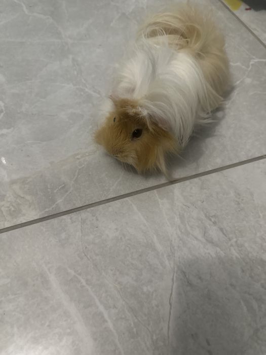 Donatie,mascul,varsta 2 ani,cuminte