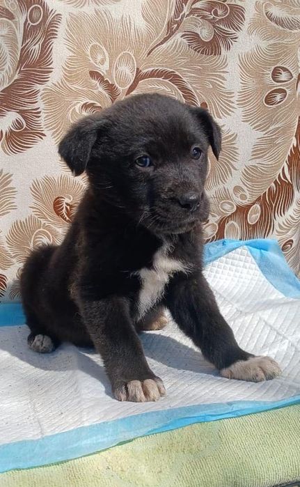 Красавицы девочки частично с лабрадором ищут дома