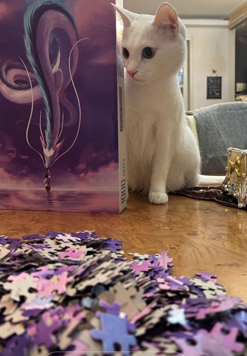 Отдам кота в добрые руки