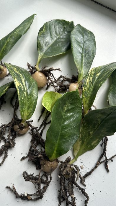 Замиакулькас Long Leaf Variegata – укоренённые листики