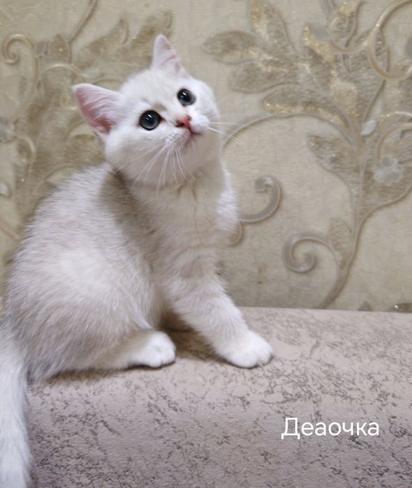 Британские котята