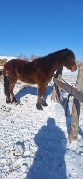 Продам полу тяж кобыла