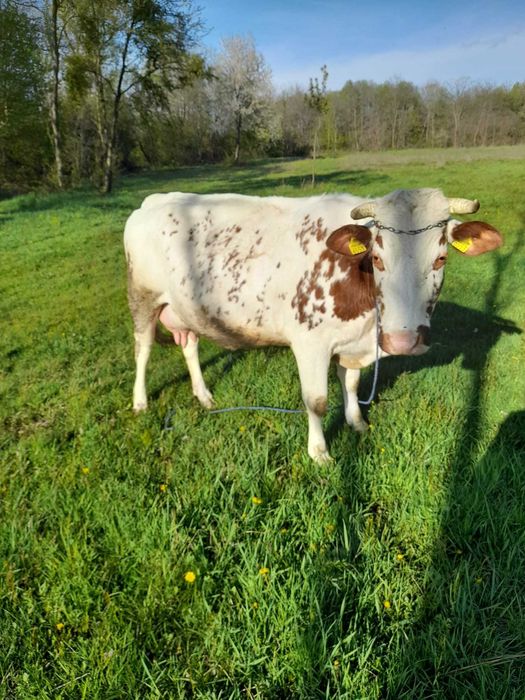 Vaca baltata romaneasca