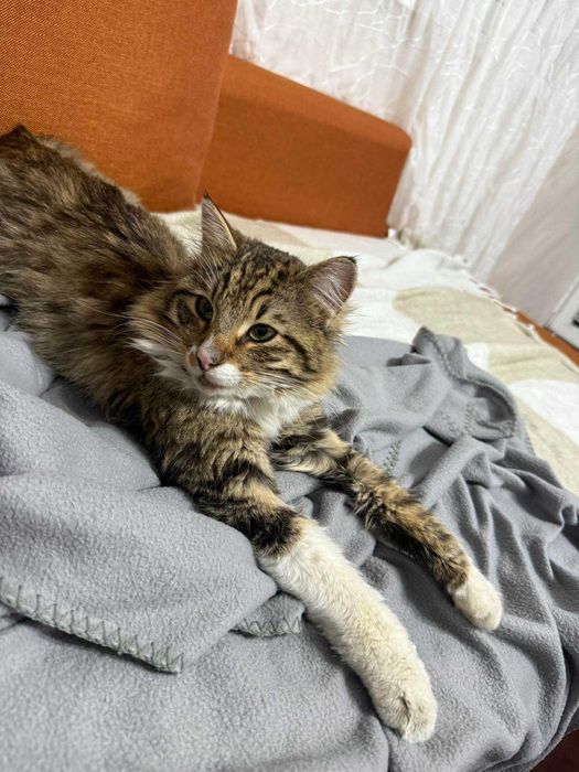 Дългокосмест прекрасник търси дом / може и приемен