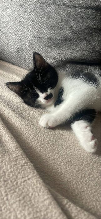 Adoptie pui de pisica BUCURESTI