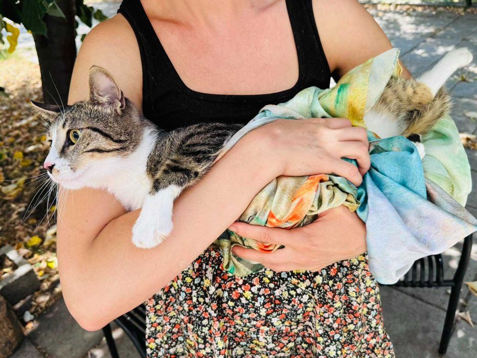 Младък и добър котак си търси дом