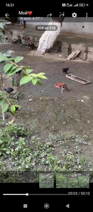 Damashni Jo'ja dakan