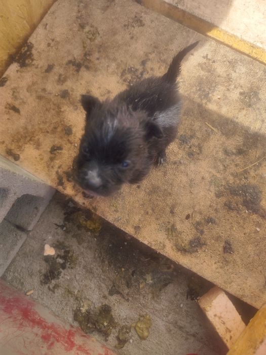 Отдам даром щенят