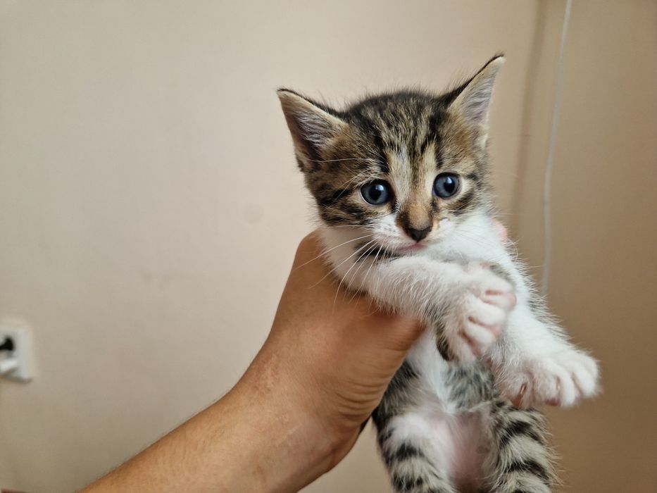 Марғаулар, котёнки