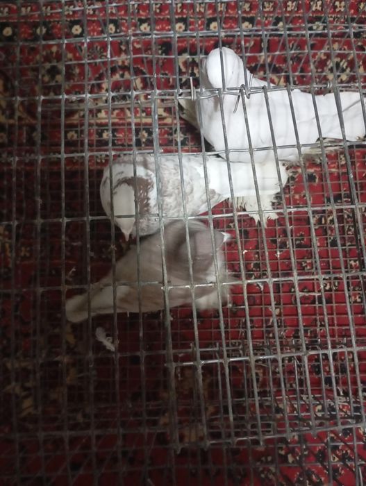 Продаются голуби